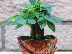 發(fā)財樹能在客廳養(yǎng)嗎？發(fā)財樹的養(yǎng)護方法有哪些呢？