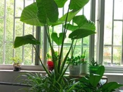 光照不足也能養(yǎng)好的3種花，不怕熱不怕凍很頑強，家中值得養(yǎng)一盆
