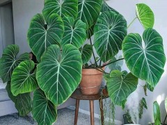 客廳最適合養(yǎng)大型綠植，這6種新型植物，好看好養(yǎng)護，養(yǎng)人養(yǎng)心，吉利又旺家