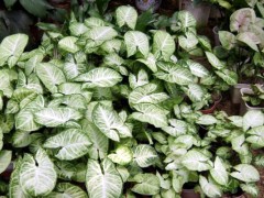 室內(nèi)好養(yǎng)的幾種耐陰植物，給點水就活！