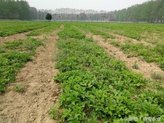 農村有種農作物，懂管理會種植，每畝利潤4000多元