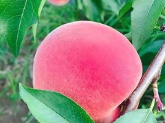 家里吃完水果的果核能種植嗎,當然可以,方法簡單好學