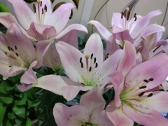 百合花，一年四季都能種，盆栽百合60天就開(kāi)花，有手就能養(yǎng)