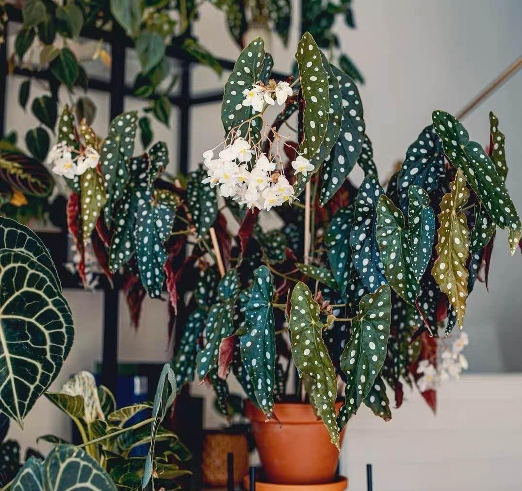 室內陽光綠植見可以養的植物_可以不見陽光的室內綠植_綠植能在陽光下曬嗎