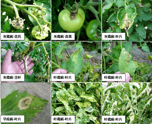 農(nóng)藥細(xì)菌殺菌劑大全列表_殺細(xì)菌的農(nóng)藥_農(nóng)藥細(xì)菌殺菌劑藥物有哪些種類