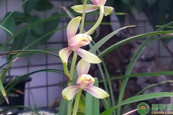 客廳養(yǎng)綠植多了好嗎_客廳養(yǎng)綠植風水禁忌_客廳養(yǎng)什么綠植