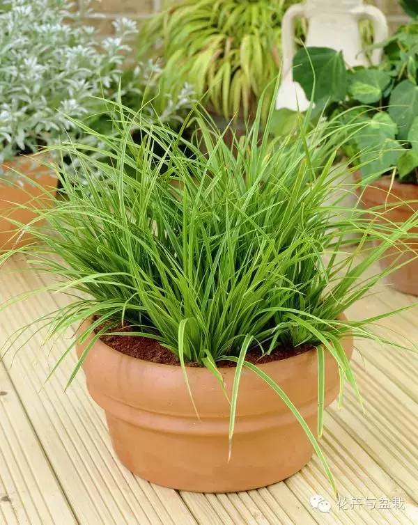 室內(nèi)常用綠植_常用室內(nèi)綠植品種_常用室內(nèi)綠植有哪些