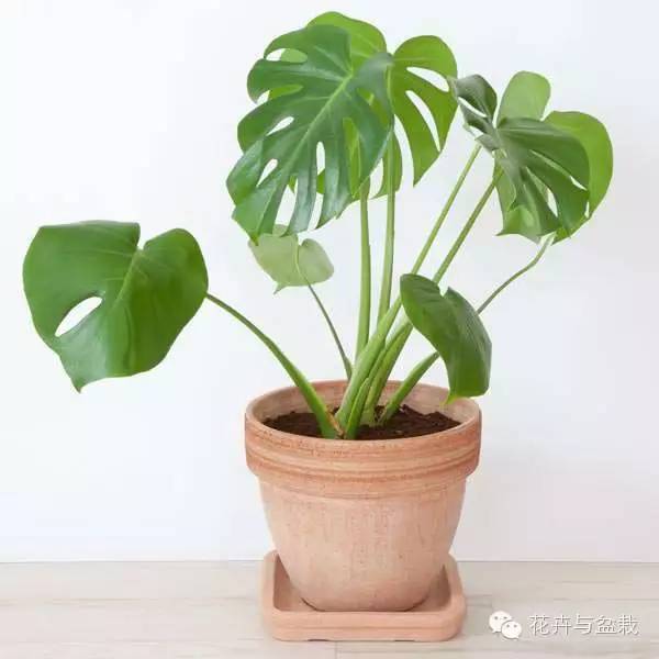 室內(nèi)常用綠植_常用室內(nèi)綠植有哪些_常用室內(nèi)綠植品種