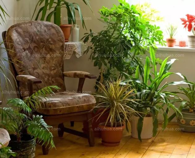 室內(nèi)綠植適合栽什么_適合室內(nèi)綠植_室內(nèi)綠植適合什么肥料