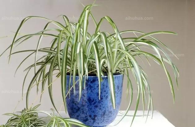 室內(nèi)綠植適合什么肥料_適合室內(nèi)綠植_室內(nèi)綠植適合栽什么