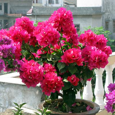 冬天植物凍死_冬天凍不死的室內綠植_冬天凍死的植物還能活嗎
