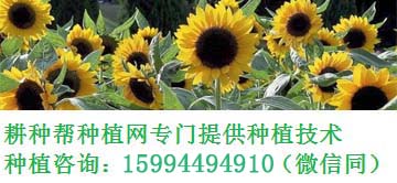 常用有機磷農藥_常見的有機磷農藥有哪些_有機磷類農藥種類