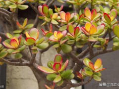 客廳養這12種綠植和8款花卉，顏值高，壽命長，還很好活易打理