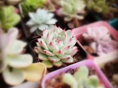 多肉小苗曬太陽有講究，掌握一點，不收空盆，逆襲胖富美