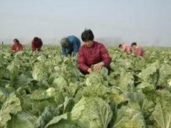 立秋后種這7種蔬菜，好管理宜儲存，能吃到春節后