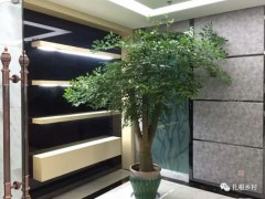 老話說：客廳見樹，不發(fā)也富，養(yǎng)這5種樹不僅好看，寓意還好