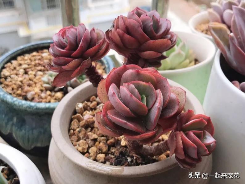 多肉上盆水澆多了怎么辦_網(wǎng)購(gòu)多肉上盆后幾天澆水_多肉上盆澆水后一直下雨