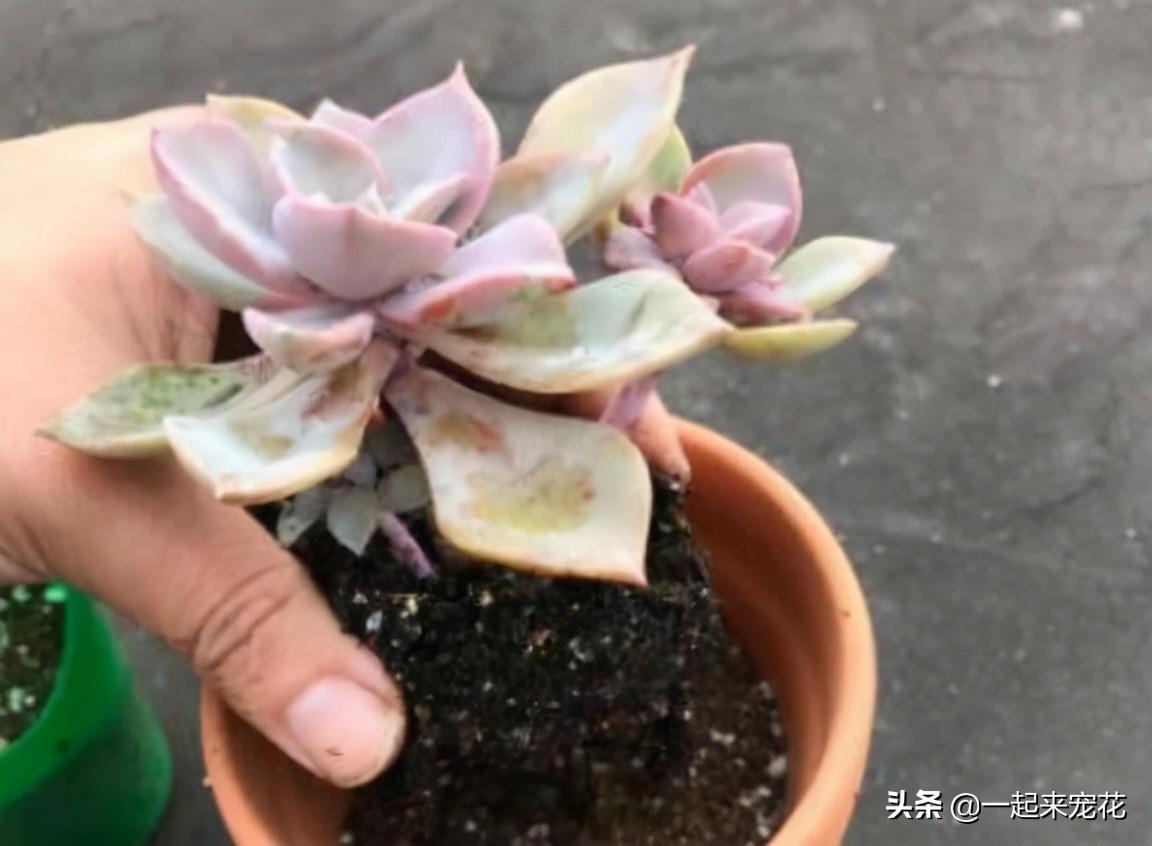 多肉上盆澆水后一直下雨_多肉上盆水澆多了怎么辦_網(wǎng)購(gòu)多肉上盆后幾天澆水