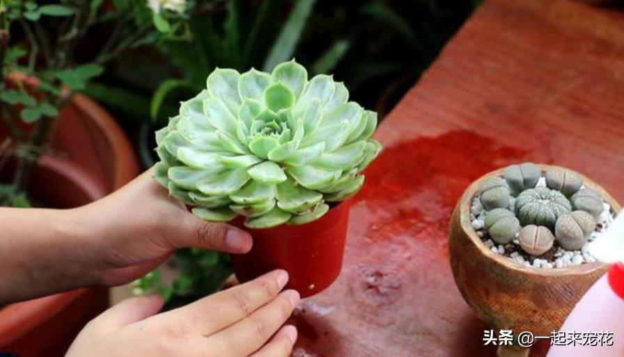 多肉上盆澆水后一直下雨_網(wǎng)購(gòu)多肉上盆后幾天澆水_多肉上盆水澆多了怎么辦
