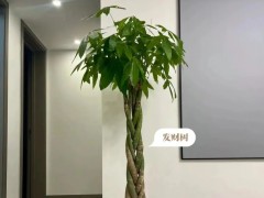 家里客廳沒光的看過來！養這6種綠植準沒錯！