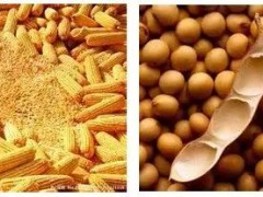 吃玉米大豆或?qū)е伦蚤]癥？草甘膦成最毒農(nóng)藥！