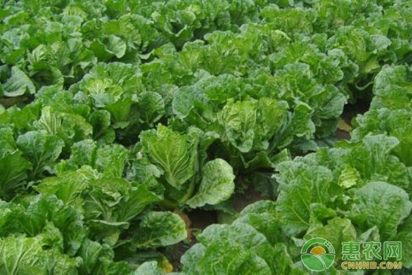 白菜上的農(nóng)藥多長時間能揮發(fā)_白菜農(nóng)藥_白菜有農(nóng)藥嗎