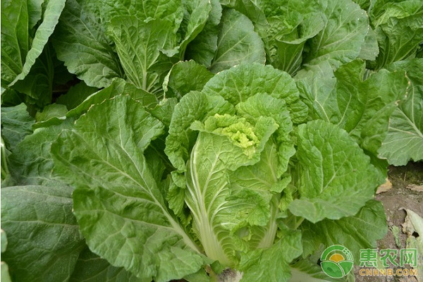 白菜農(nóng)藥_白菜有農(nóng)藥嗎_白菜上的農(nóng)藥多長時間能揮發(fā)