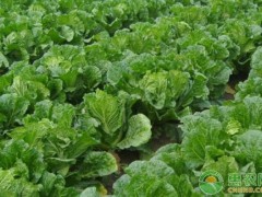 白菜長白斑打什么農(nóng)藥？