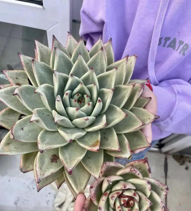 超大巨型多肉_巨型多肉怎么養(yǎng)_巨型多肉植物