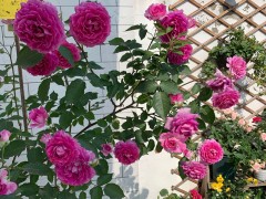 鮮花家里放，花旺人更旺，6種“漂亮花”，越養“家越旺”