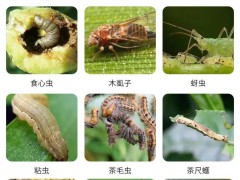 這2種生物殺蟲劑：能滅殺數(shù)十種害蟲，無毒、無污染、無農(nóng)藥殘留