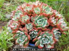 “多肉相伴，歲月生香，愿現世安穩，許四季花開”
