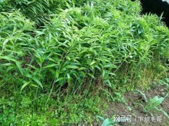 “農村常見名貴藥材黃精，當下很多人種植，如何施肥呢？”