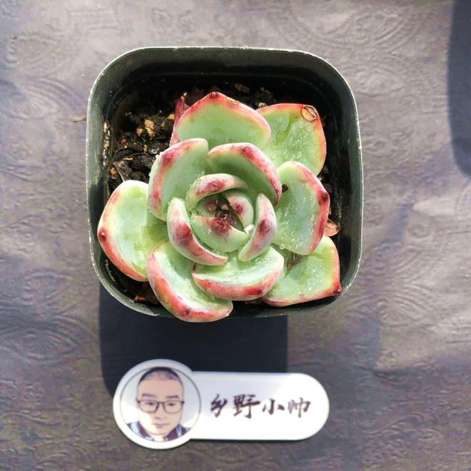 多肉彩虹難養(yǎng)_多肉植物彩虹好養(yǎng)嗎_彩虹多肉好養(yǎng)嗎