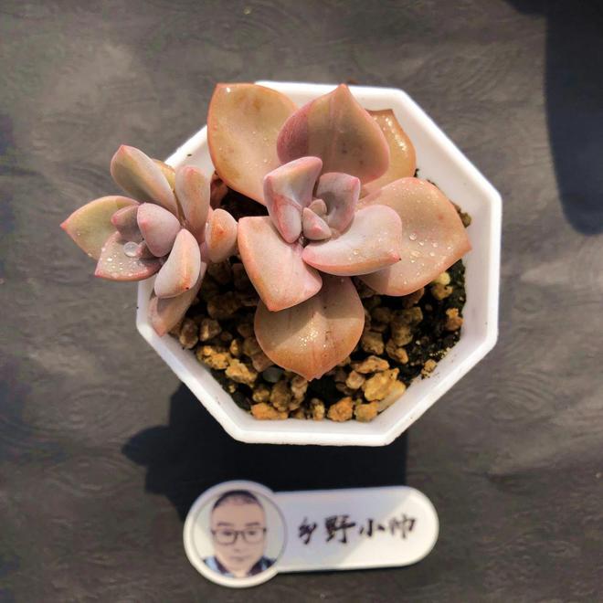 多肉彩虹難養(yǎng)_多肉植物彩虹好養(yǎng)嗎_彩虹多肉好養(yǎng)嗎
