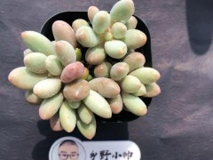 “分享超萌多肉，皮實好養，超高的顏值”