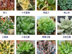 “144種多肉植物名稱大全，常見品種”