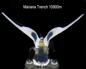 自供电软机器人成功挑战马里亚纳海沟